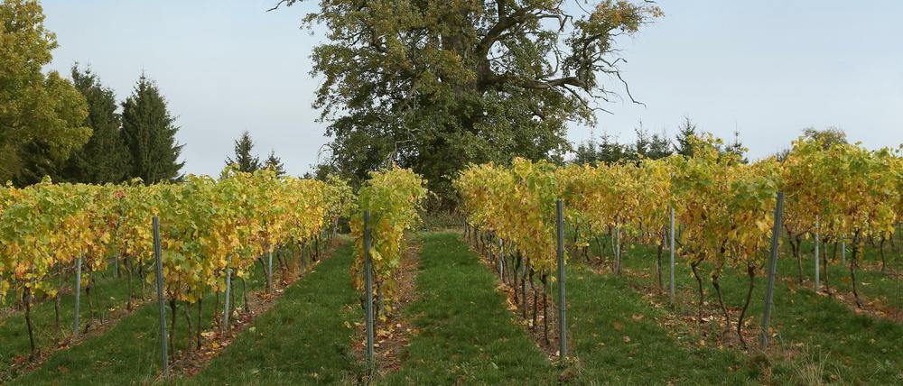 Hausberg: Die Weinlage "Eichenberg" direkt vor Schloss Rattey. Hier wachsen Rebsorten wie Regent, Huxelrebe und Phoenix.