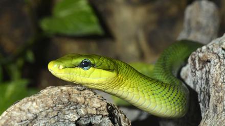 Tiefblaue Zunge, runde Pupillen und grellgrüne Färbung sind die typischen Merkmale der Spitzkopfnatter. Die Schlange ist ungiftig.