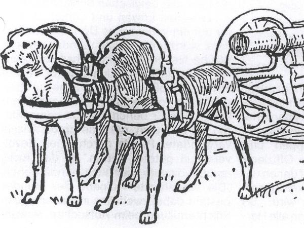 Militäreinsatz: Hunde ziehen ein Geschütz im Ersten Weltkrieg. 
