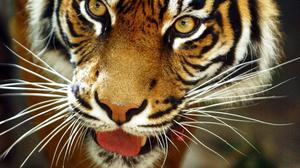 Der Sumatra-Tiger in Indonesien steht nach Befürchtung der Umweltstiftung WWF unmittelbar vor dem Aussterben. 