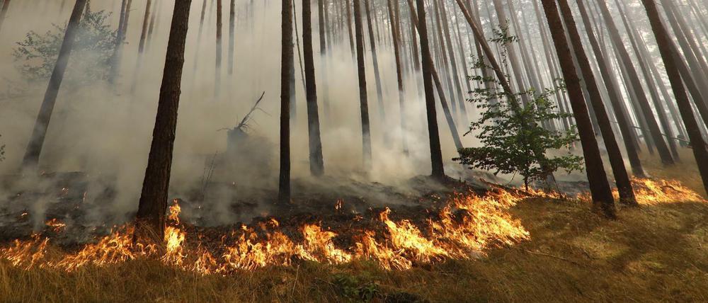 In Brandenburg gab es allein 2018 elf Großbrände – wie heir nahe Fichtenwalde