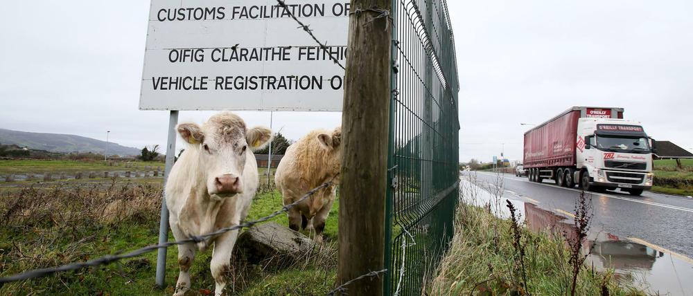 Eine Kuh an der Grenze zwischen Irland und Nordirland. Milch und Rindfleisch setzen die irischen Bauern vor allem in England und anderen Ländern Großbritanniens ab.