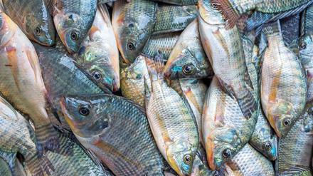 Der perfekte Fisch für die Aufzucht in Aquakulturen: Tilapia, ein Buntbarsch-Art und eines der wichtigsten Speisefisch-Produkte in Kirschau.