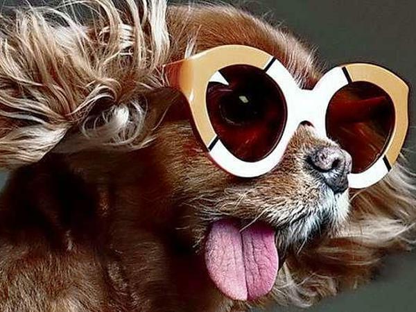 Ein Hund mit SChlappohren trägt eine bunte Brille und hält sein Gesicht in den Wind mit heraushängender Zunge
