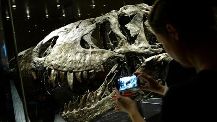 Bitte lächeln. Der Tyrannosaurus rex, einst vielleicht das gefährlichste Tier seiner Zeit, ist längt Pop.