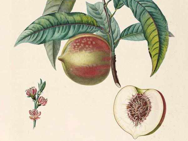 Delikat. „Venusbrust“ nannten die Pariser im 17. Jahrhundert jenen anatomisch korrekt geformten Pfirsich – eine saftige Angelegenheit. 