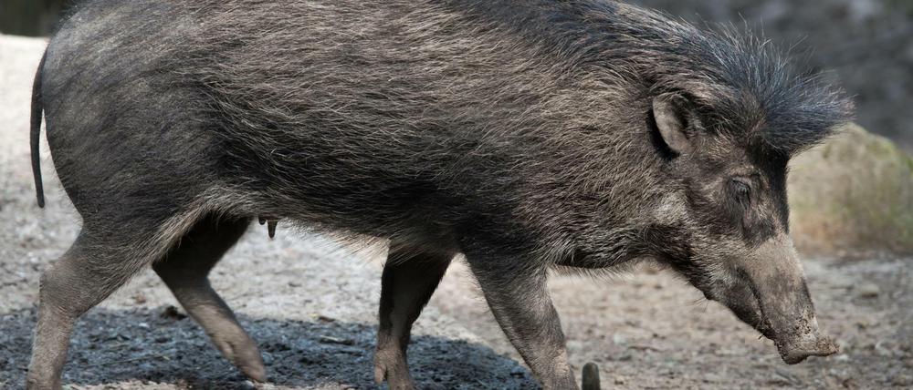 Gut frisiert. Visayas-Pustelschweine sind eine seltene Tierart und wurden in ihrer Heimat auf den Philippinen inzwischen fast ausgerottet. 