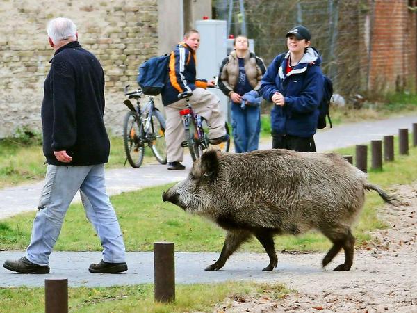 Schweinchen Max in der großen Stadt. Er hat es nur bis Speremberg in Brandenburg geschafft. Doch auch in Berlin lassen sich Wildschweine immer öfter blicken.