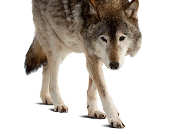 Wölfe leben im Familienverbund. Der Mythos vom Leitwolf ist falsch.
