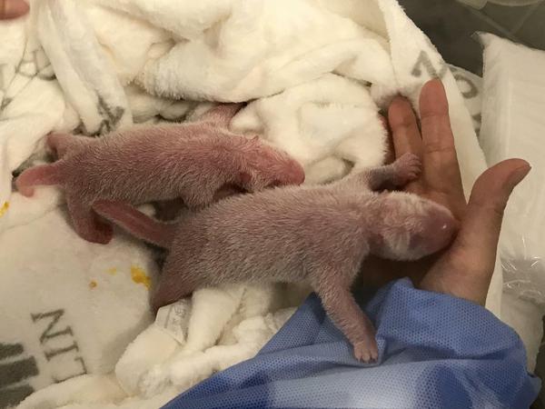  Die neugeborenen Panda-Zwillinge sind bei der Erstversorgung im Zoo Berlin. "Wir sind so glücklich, uns fehlen die Worte!», teilte der Zoo am Montagmorgen via Twitter mit.