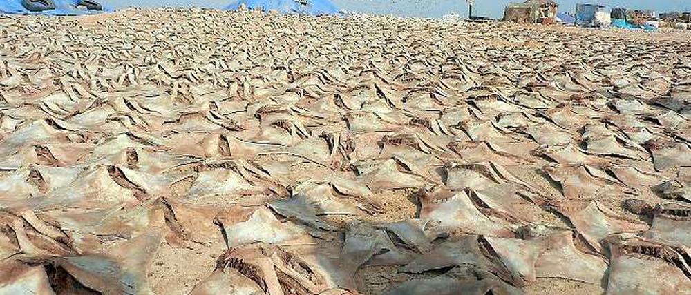 Wie fasst man Hunger in Bilder? Illegal gefangene Fische, die in Nord-Mauretanien zum Trocknen ausgelegt sind. Der legale Fischfang ist in den Händen der Industrienationen.
