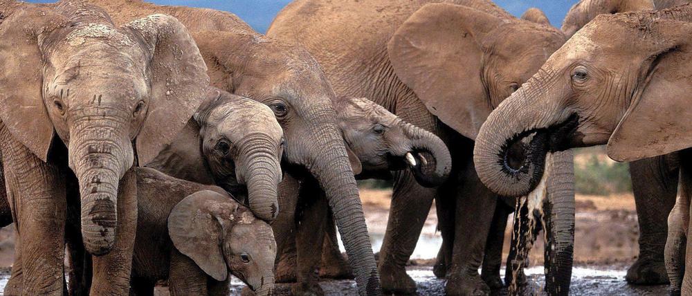 Elefanten vertragen sich - anders als Politikerinnen und Politiker in der Elefanti:nnenrunde.