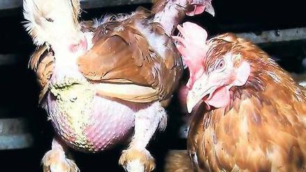 Huhn ohne Federn. Wo „Bio“ draufsteht, steckt keineswegs immer artgerechte Tierhaltung dahinter. Foto: MDR