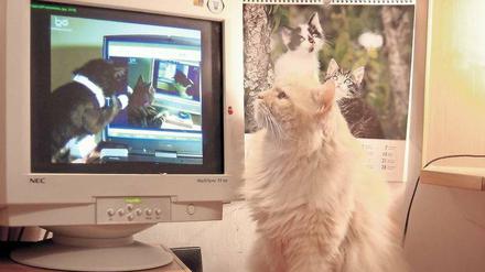 Niedlich oder nervig? Das Internet ist übervoll mit Katzenvideos. Selbst den Katzen scheint das zu gefallen. 