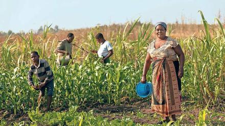 Traditionelle Landwirtschaft: Kann sie das Hungerproblem lösen? 