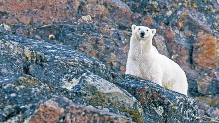 Das schwindende Eis verkürzt die Jagdsaison für Eisbären immer mehr. 