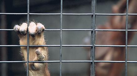 Hinter 1000 Stäben keine Welt. Ein Orang-Utan in Gefangenschaft. 