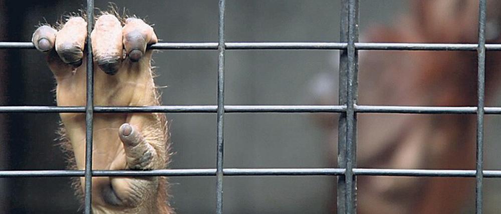 Hinter 1000 Stäben keine Welt. Ein Orang-Utan in Gefangenschaft. 