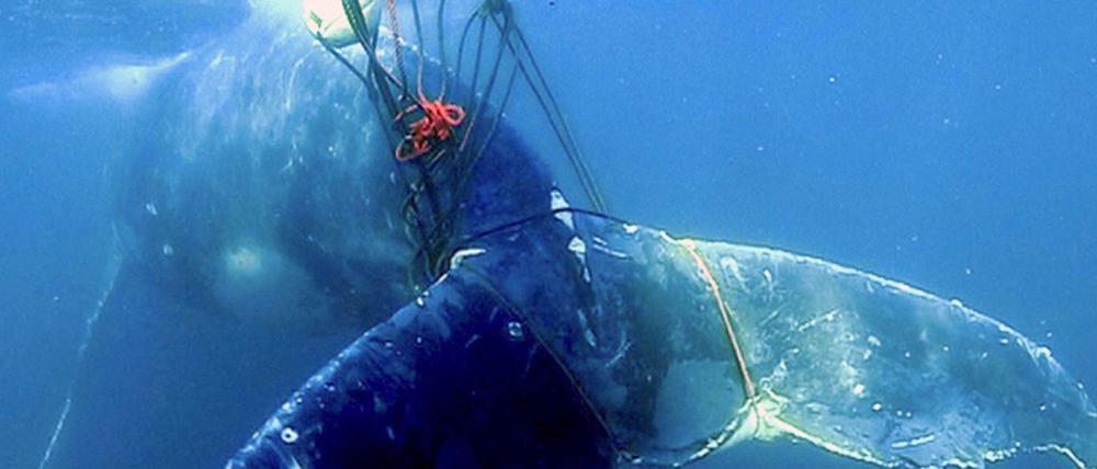 Qualvoller Tod. Verfangen sich Wale in Fischfangnetzen, ersticken sie zumeist.