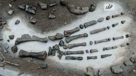Die rund elf Millionen Jahre alten Knochen eines Robbenskeletts wurden an der Ausgrabungsstelle präsentiert.