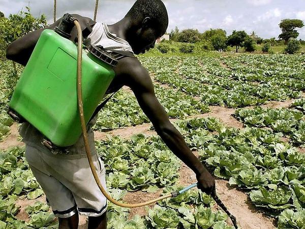 Seit Jahrzehnten stellt sich in Afrika keine "grüne Revolution" ein, die vom Einsatz von Dünger und Pestiziden eigentlich erwartet worden war. Diese teuren Betriebsmittel sind für die Kleinbäuerinnen - die Basis der afrikanischen Landwirtschaft aber weder erschwinglich noch unbedingt gewünscht. Das Foto zeigt den Pestizideinsatz im Senegal. 