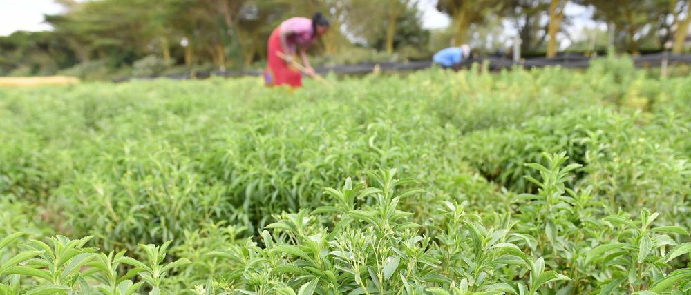 Stevia-Plantagen gibt es weltweit, wie hier in Kenia. Nur im Ursprungsgebiet in Paraguay ist die Pflanze kaum noch zu finden.  