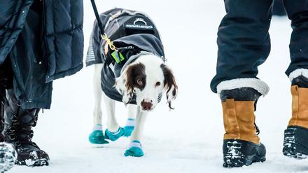 Anit-Doping-Hund Molly im Einsatz in Schweden, Sundsvall.