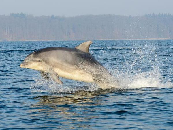 Ein Delfin springt aus dem Wasser.