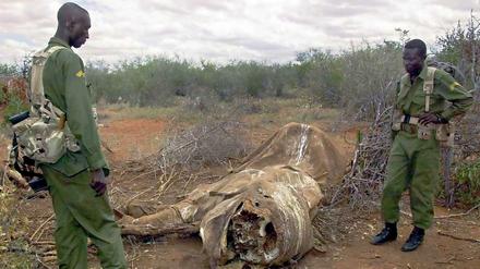 Ein tödlicher Job. Nicht nur für Elefanten steigt das Risiko im Tsavo Nationalpark. Das Foto zeigt zwei Ranger der kenianischen Wildnisbehörde KWS, die die Überreste eines gewilderten Elefanten gefunden haben. Auch für die Ranger wird der Schutz der Elefanten nicht nur in Tsavo immer gefährlicher. 