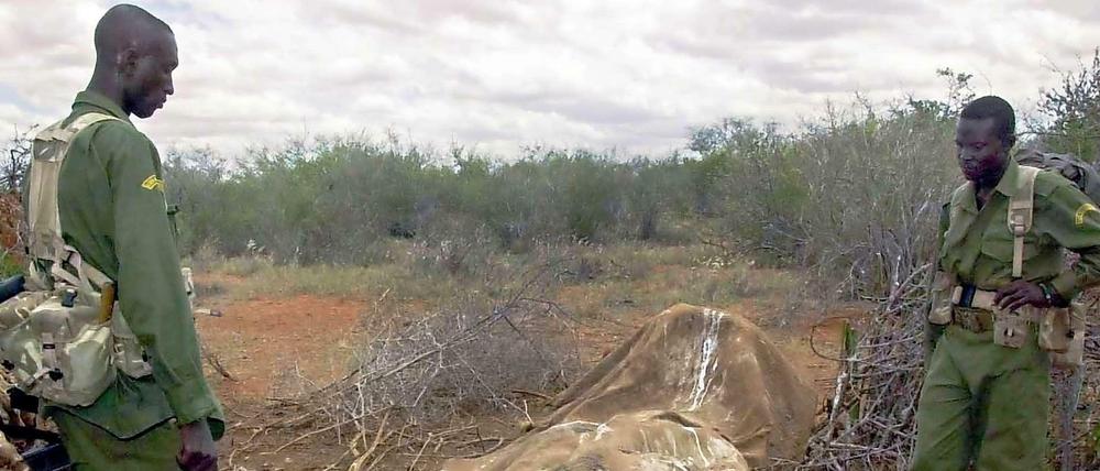 Ein tödlicher Job. Nicht nur für Elefanten steigt das Risiko im Tsavo Nationalpark. Das Foto zeigt zwei Ranger der kenianischen Wildnisbehörde KWS, die die Überreste eines gewilderten Elefanten gefunden haben. Auch für die Ranger wird der Schutz der Elefanten nicht nur in Tsavo immer gefährlicher. 
