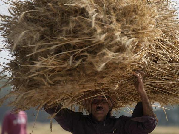 Die Hitzewelle bedroht die Weizenernte von Indien.
