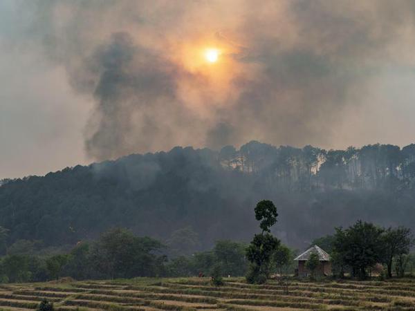 Aufgrund der hohen Temperaturen brennt ein Kiefernwald in Indien.
