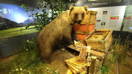 Braunbär Bruno wurde 2006 abgeschossen und ist mittlerweile ausgestopft in einem Museum in Oberbayern zu sehen. 