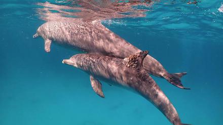 Delfine orientieren sich am Geschmack des Urins, um Artgenossen zu erkennen.