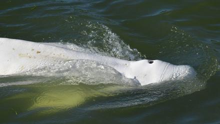 Der Belugawal scheint untergewichtig zu sein und die Behörden machen sich Sorgen um seinen Gesundheitszustand.