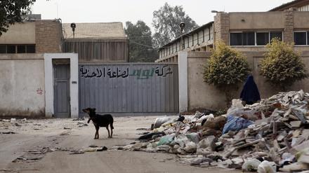 Hunderttausende Tiere dürften auf den Straßen der ägyptischen Hauptstadt leben. Offizielle Schätzungen gibt es nicht.