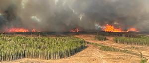 Eine Rauchsäule steigt vom Waldbrand WWF023 in der Nähe von Fox Creek, Alberta, Kanada, auf.