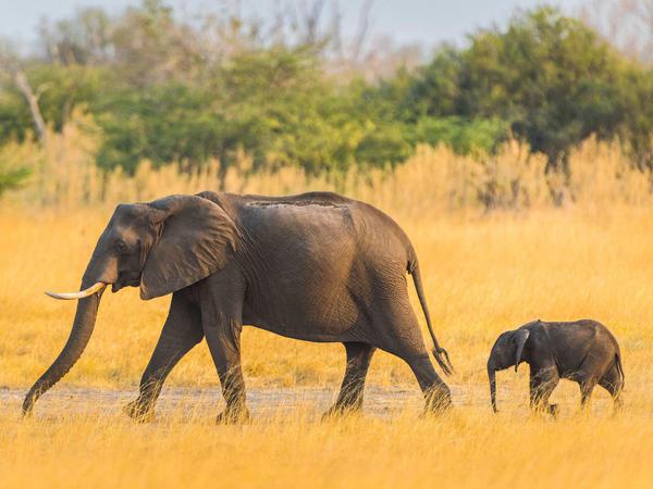Botswana beherbergt mit 130.000 Elefanten so viele der geschützten Dickhäuter wie kein anderer Staat der Welt.