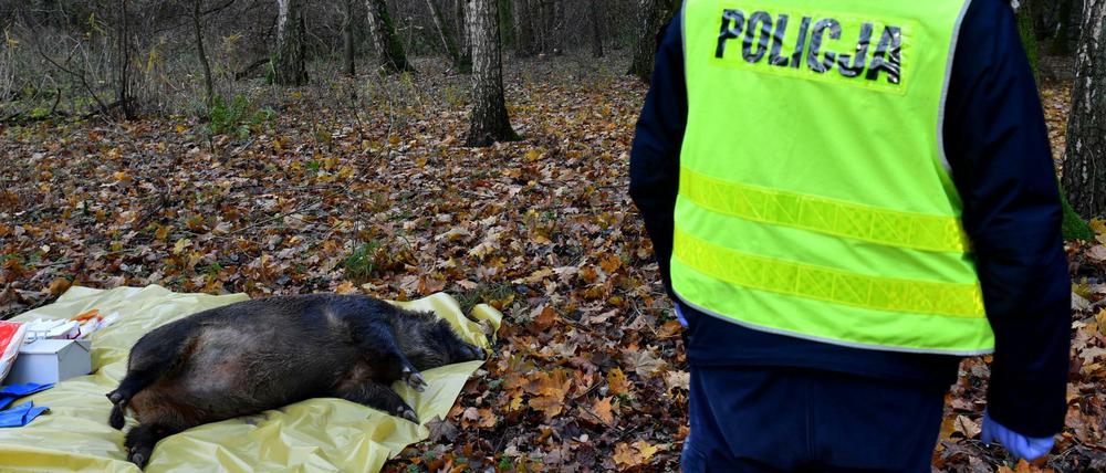 Dieses Bild stammt von einer Übung der Behörden in Polen für das Auftreten der Schweinepest. Die Bedrohung ist derzeit real.