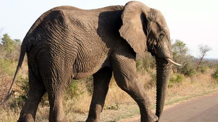 Ein deutscher Jäger hat angeblich Afrikas ältesten Elefanten erschossen (Symbolbild).