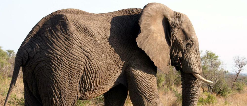 Ein deutscher Jäger hat angeblich Afrikas ältesten Elefanten erschossen (Symbolbild).