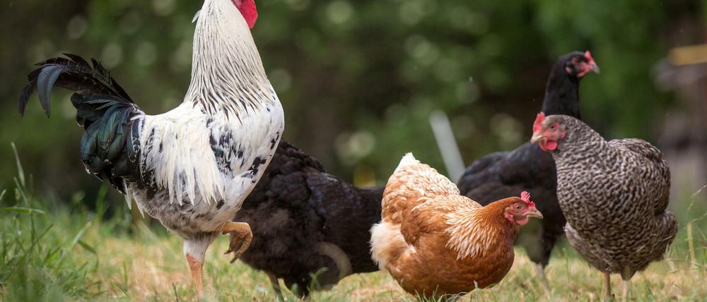 Können sie Erdbeben vorhersagen: Hühner, hier auf einem Bauernhof in Deutschland. 