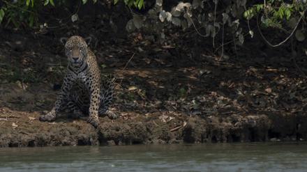 Dieser verletzte Jaguar hat sich an ein Flussufer gerettet, wo er von Flammen geschützt ist.