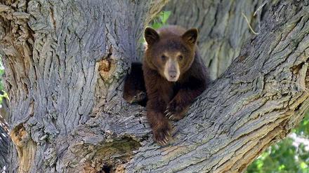 Schwarzbären wie dieses junge kalifonische Tier richten nur selten Schaden für Menschen an, können aber trotzdem gefährlich werden.
