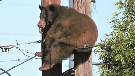 Ein Bär auf einem Strommasten in der US-Kleinstadt Douglas (Archivbild)