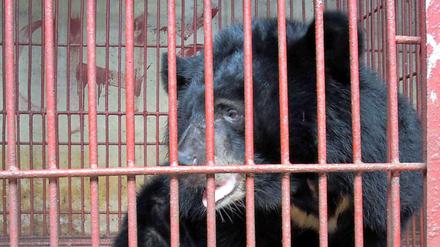 In Vietnam werden Bären oft als Haustiere gehalten - und nicht selten ausgesetzt. Hier ein eingefangener Jungbär.