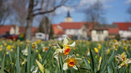 Pünktlich zu Ostern: Die Landesgartenschau in Beelitz hat geöffnet. 