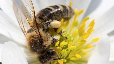 Bienen in Gefahr. Es gibt vieles, was den Insekten zusetzt - auch Pestizide. 