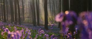 Der Hallerbos ist auch als «Blauer Wald» bekannt, wo die Hasenglöckchen Mitte April blühen und einen blauen Teppich bilden.