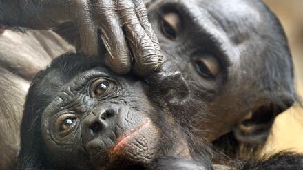 Zwei Bonobo-Affen bei der der Fellpflege (Archivbild).